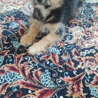 اشپیتز شیتزو|سگ|مشهد, ابوذر|دیوار