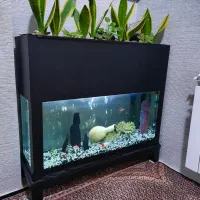 آکواریم|ماهی|بناب, |دیوار