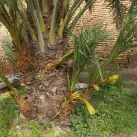 پاجوش نخل گنطار