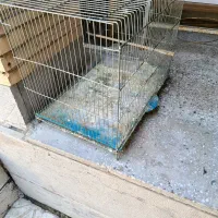 فروش قفس