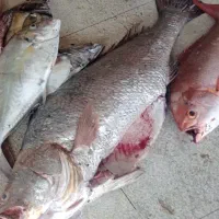 میش ماهی یا ماهی کر|ماهی|بند زرک, |دیوار