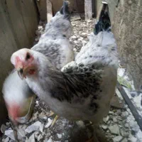 معاوضه مرغ اصیل برهما
