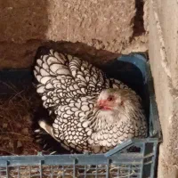 تخم نطفه دار و جوجه ویاندوت سیلور