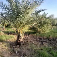 فروش باغ نخل