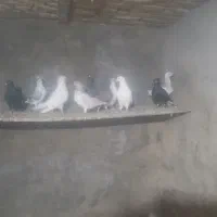 کفتر|پرنده|بشاریات, |دیوار