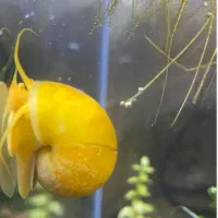 حلزون سیب اکواریومی معاوضه گوپی بلو