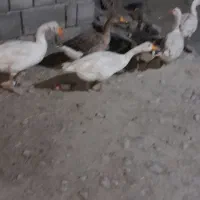 غاز جفت ۱۲۵۰