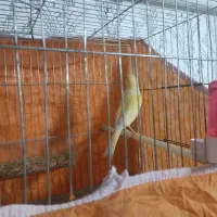 قناری نر جوان