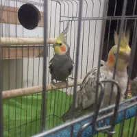 طوطی عروس هلندی جفت با جوجه