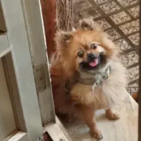 فروش باهوش ترین سگ عروسکیه دنیا