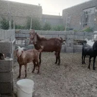 نربز سالم فروشی