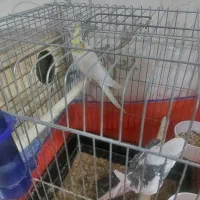 یه جفت عروس هلندی نر وایت فیس|پرنده|قدس, شهرقدس|دیوار