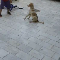 سگ نگهبان