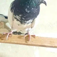 کبوتر|پرنده|کرمانشاه, |دیوار