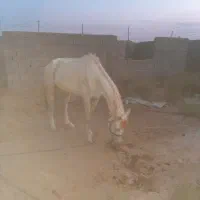 اسب نریان کرد