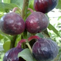فروش عمده و خرده انواع نهال ها|خدمات باغبانی و درختکاری|پیرانشهر, |دیوار