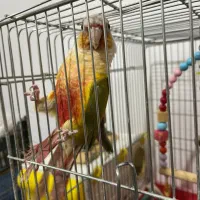 طوطی گرینچیک|پرنده|زنجان, |دیوار