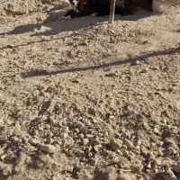 سگ  اصیل قدرجونی|سگ|عسگران, |دیوار