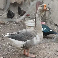 یک عدد قو غاز نر