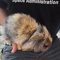 یک عدد بچه خرگوش لوپ