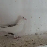 پلاکی