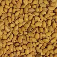 بذر یونجه رنجر امریکایی