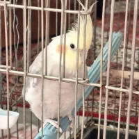 عروس هلندی نر