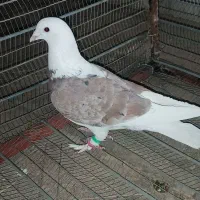 کبوتر