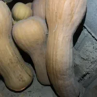 کدو|خوردنی و آشامیدنی|آشخانه, |دیوار