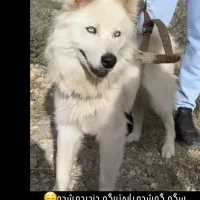 سگ هاسکی