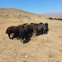بره نر پای پروار