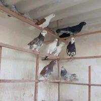کفترمایه