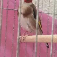 سهره نر و ماده