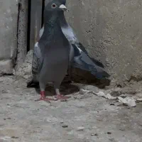 کبوتر پلاکی