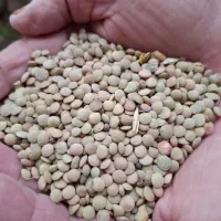 عدس  دشت مغان گرمی|عمده‌فروشی|گرمی, |دیوار