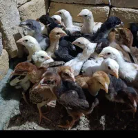 جوجه لاری خروس لاری مرغ