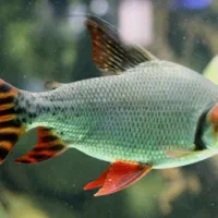 اکواریوم حرفه ای و ماهی خاص