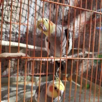 عروس هلندی معاوضه با جفت کبوتر بدرنگ|پرنده|قزوین, |دیوار