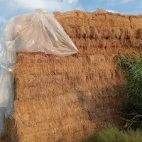 کاه شالی کمل|حیوانات مزرعه|مینودشت, |دیوار