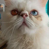 واگذاری گربه پرشین