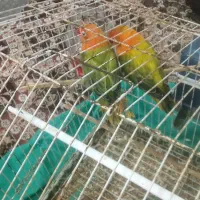 یه جفت طوطی برزیلی یوینگ گولد ۱ساله|پرنده|باوی, |دیوار