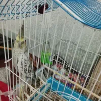 عروس هلندی نر سرحال