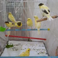 قناری دونهای ۱/۵