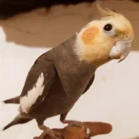 عروس هلندی کاملاً رام و سخنگو