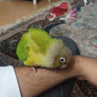 گیرینچیک