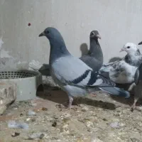 جوجه سبز پلاکی مسافتی