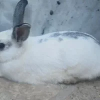 فروش خرگوش