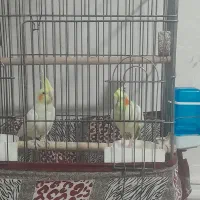 عروس هلندی با تمام وسیله