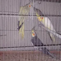 عروس هلندی سالم وزیبا|پرنده|آمل, |دیوار