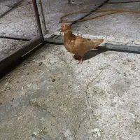 دوتا دم سفید